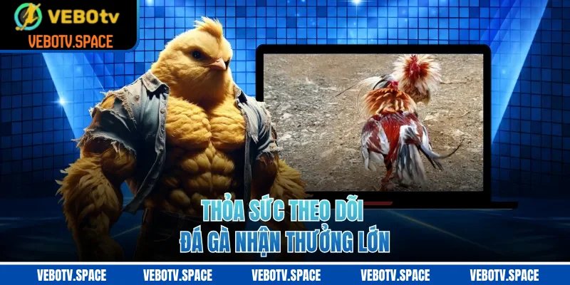 Thỏa sức theo dõi đá gà nhận thưởng lớn